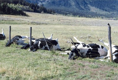 dead-cows.jpg