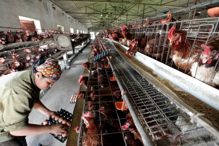 Washington – Bird Flu Aftershocks To Drive U.S. Turkey, Egg Prices Higher