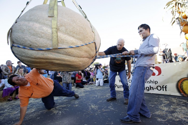 Ruben Frias, at right, of Napa, Calif. gets his pumpkin lifted for a weigh-in with the help of Brad Porter, bottom left, and Joe Borges at the Annual Safeway World Championship Pumpkin Weigh-Off Monday, Oct. 12, 2015, in Half Moon Bay, Calif. Frias' pumpkin weighed in at 975 pounds. (AP Photo/Marcio Jose Sanchez)