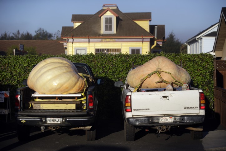Giant pumpkins sit on pick up trucks beds waiting to be weighed at the Annual Safeway World Championship Pumpkin Weigh-Off Monday, Oct. 12, 2015, in Half Moon Bay, Calif. (AP Photo/Marcio Jose Sanchez)