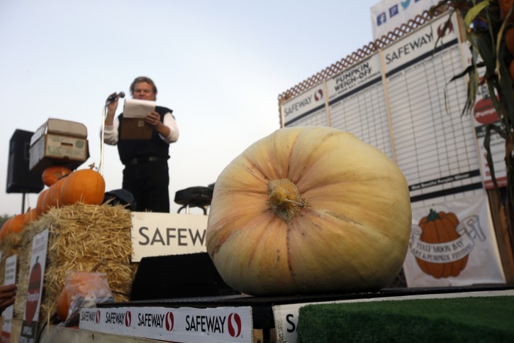 A giant pumpkin is weighed at the Annual Safeway World Championship Pumpkin Weigh-Off, Monday, Oct. 12, 2015, in Half Moon Bay, Calif. (AP Photo/Marcio Jose Sanchez)