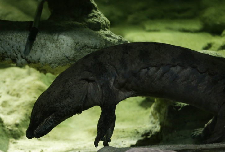 Chinese giant salamander Karlo swims in an aquarium at the zoo in Prague, Czech Republic, Sunday, Dec. 20, 2015. Prague Zoo says Karlo is likely to be the biggest living Chinese giant salamander in the world. According to latest measuring done Friday, Karlo is 1.58 meter (5.18 feet). The critically endangered species is the largest amphibian in the world. (AP Photo/Petr David Josek)