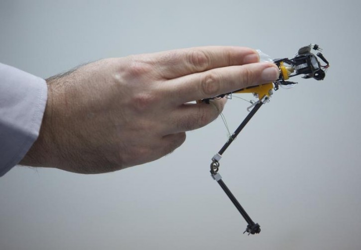 A prototype of a miniature robot is held by an Israeli researcher at the Department of Zoology at Tel Aviv University's Faculty of Life Sciences December 22, 2015.  Israeli researchers have developed a high-jumping locust lookalike robot that they hope could one day replace humans in military or search-and-rescue operations. Picture taken December 22, 2015. REUTERS/Nir Elias