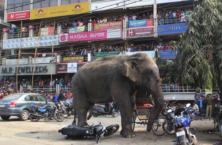 A wild elephant that strayed into the town stands after authorities shot it with a tranquilizer gun at Siliguri in West Bengal state, India, Wednesday, Feb. 10, 2016. The elephant had wandered from the Baikunthapur forest on Wednesday, crossing roads and a small river before entering the town. The panicked elephant ran amok, trampling parked cars and motorbikes before it was tranquilized. (AP Photo)