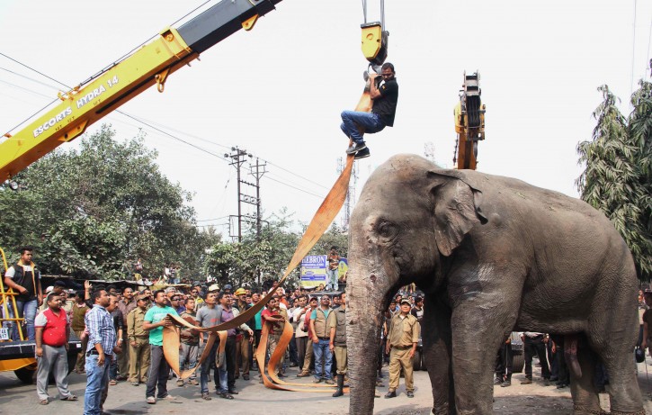 Authorities use a crane to remove a wild elephant that strayed into the town after  tranquilizing it at Siliguri in West Bengal state, India, Wednesday, Feb. 10, 2016. The elephant had wandered from the Baikunthapur forest on Wednesday, crossing roads and a small river before entering the town. The panicked elephant ran amok, trampling parked cars and motorbikes before it was tranquilized. (AP Photo)