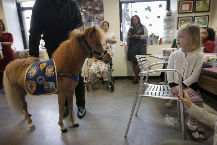 Handler Jorge Garcia-Bengochea holds Honor, a miniature therapy horse from Gentle Carousel Miniature Therapy Horses, as they visit with patients at the Kravis Children's Hospital at Mount Sinai in the Manhattan borough of New York City, March 16, 2016. REUTERS/Mike Segar 