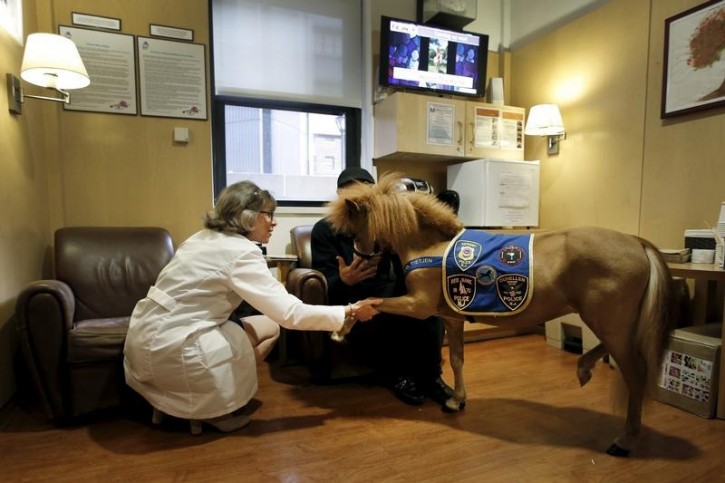 Handler Jorge Garcia-Bengochea (R) holds Honor, a miniature therapy horse from Gentle Carousel Miniature Therapy Horses, as Dr. Lisa Satin, System Chair of Pediatrics for the Mount Sinai Health System, holds his leg before Honor visited with patients at the Kravis Children's Hospital at Mount Sinai in the Manhattan borough of New York City, March 16, 2016. REUTERS/Mike Segar 
