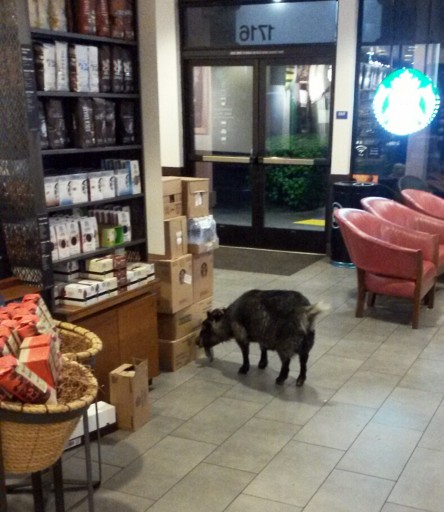 This photo provided by the Rohnert Park, Calif., Department of Public Safety shows a goat that wandered into a Starbucks in the Northern California town Sunday, April 10, 2016. Rohnert Park police Sgt. Rick Bates said employees who were opening the store tried to give the goat a banana, but the animal kept walking into the coffee shop and started chewing on a box. Bates took the goat into custody and brought it to an animal shelter.(Sgt. Rick Bates/Rohnert Park Department of Public Safety via AP)