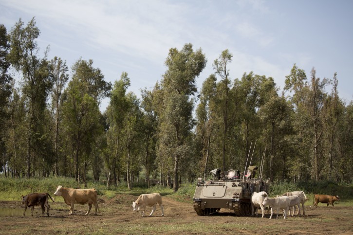 In this Thursday, April 21, 2016 photo, Cattle graze by an Israeli military APC in the Israeli controlled Golan Heights near the border with Syria. The small brotherhood of about 100 cowboys who are responsible for raising the primary source of Israeli domestic beef know well they face a particular set of unique challenges. For starters, they operate on a relatively small patch of land made up mostly nature reserves and military grounds so everything they do has to be coordinated with authorities. Israel captured Golan from Syria in the 1967 war. (AP Photo/Ariel Schalit)