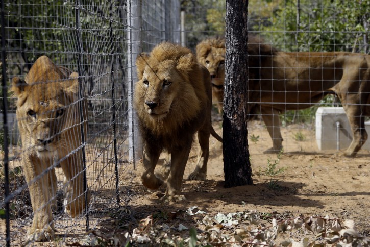 Former circus lions inside an enclosure at Emoya Big Cat Sanctuary in Vaalwater,  South Africa, Sunday, May 1, 2016.  Thirty-three lions rescued from various circuses in Peru and Colombia are being relocated to live out the rest of their lives in a private sanctuary in South Africa, organized and paid for by Animal Defenders International. (AP Photo/Themba Hadebe)