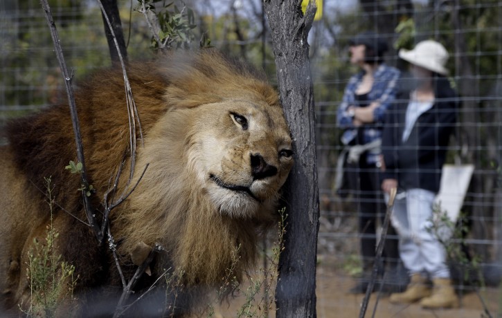 A former circus lion scratches its head against a tree inside an enclosure at Emoya Big Cat Sanctuary in Vaalwater, northern, South Africa, Sunday, May 1, 2016. Thirty-three lions rescued from circuses in Peru and Colombia are heading back to their homeland to live out the rest of their lives in a private sanctuary in South Africa. The operation is the largest ever airlift of lions, organized and paid for by Animal Defenders International. (AP Photo/Themba Hadebe)