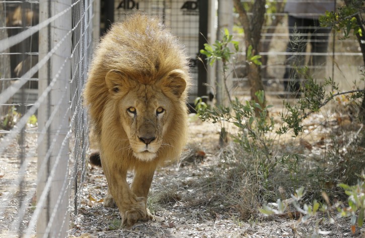 A former circus lion is released into an enclosure at Emoya Big Cat Sanctuary in Vaalwater, northern, South Africa, Sunday, May 1, 2016. Thirty-three lions rescued from circuses in Peru and Colombia are heading back to their homeland to live out the rest of their lives in a private sanctuary in South Africa. The operation is the largest ever airlift of lions, organized and paid for by Animal Defenders International. (AP Photo/Themba Hadebe)