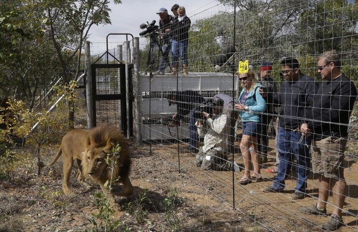 A former circus lion explores the enclosure as members of the media and the staff watch his acclimatization at Emoya Big Cat Sanctuary in Vaalwater, South Africa, Sunday, May 1, 2016.  AP