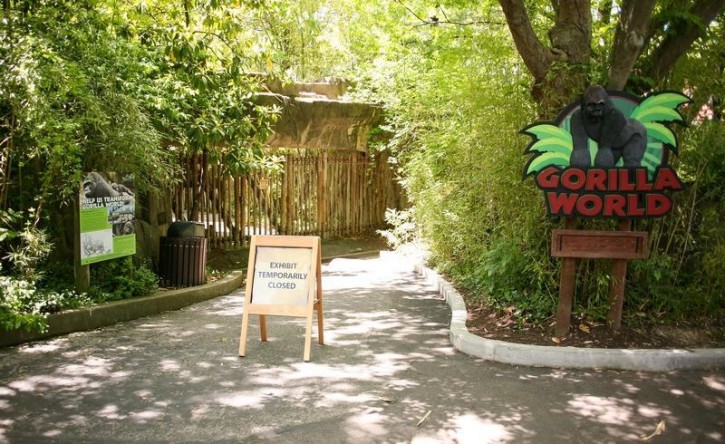 Cincinnati – Zoo To Re-open Gorilla Exhibit With Higher Barrier