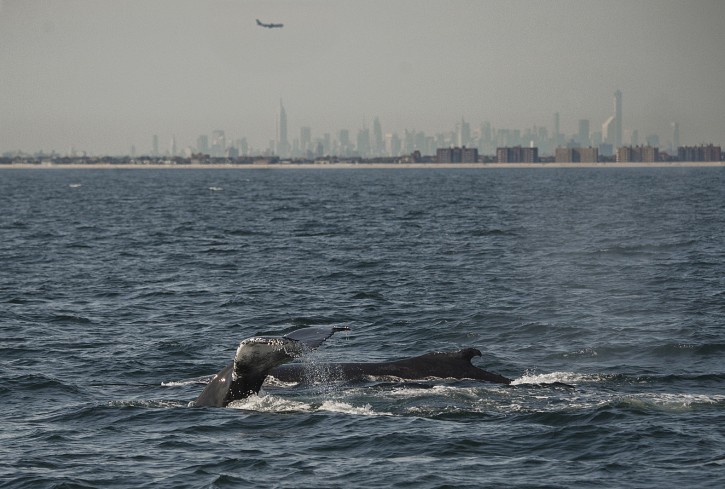 In this Sept. 28, 2014 photo provided by the Wildlife Conservation Society, two humpback whales dive inside what is called the New York Bight, with the New York City skyline in the background. (Wildlife Conservation Society, Julie Larsen Maher via AP)