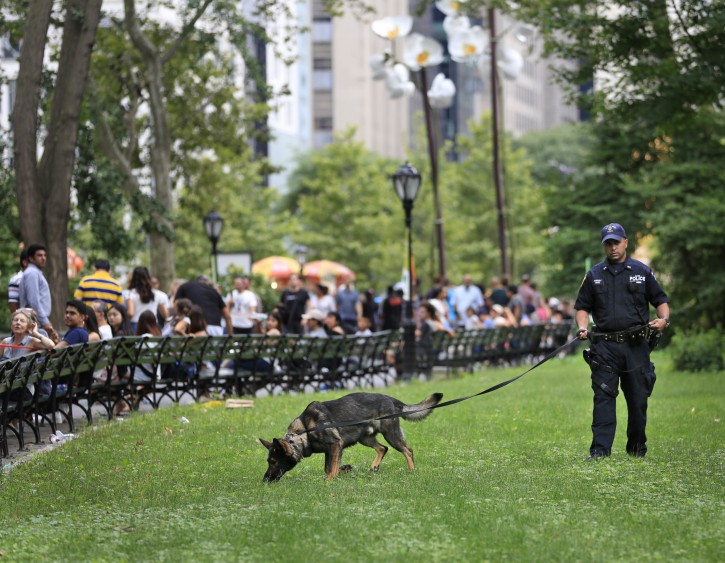 A bomb-sniffing dog works near the scene of an explosion in Central Park, New York, Sunday, July 3, 2016. AP