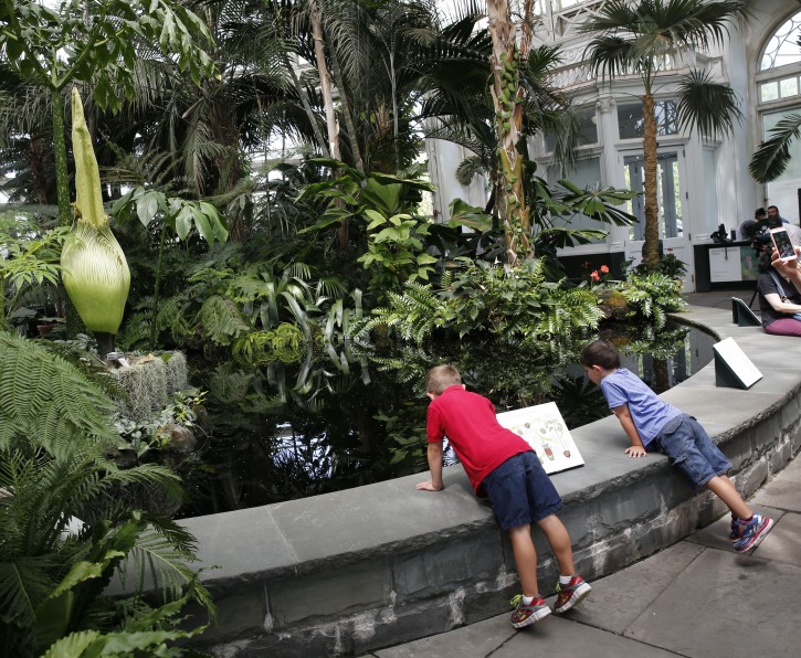 Two boys survey the water surrounding the rare Corpse flower, one of the earth's largest flowers, which is about to bloom during a brief 24 to 36-hour period, inside the Haupt Conservatory at the New York Botanical Garden, Thursday, July 28, 2016, in New York. The unusual plant is named for the pungent smell of released by it's enormous inflorescence, which releases a scent that smells like rotting flesh to attract flies. The garden says the last time this species bloomed there was in 1939. This particular plant was ten years in the making. (AP Photo/Kathy Willens)