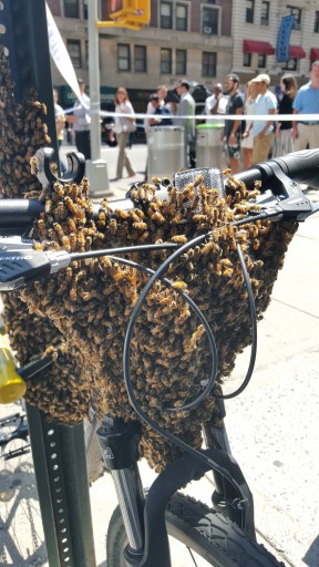 In this Aug. 4, 2015 photo provided by the New York City Police Department, bees envelop the front of a bicycle parked in New York's Midtown Manhattan neighborhood. The NYPD has a special team of officers that responds to emergency calls reporting swarms of bees that suddenly cluster in spots around New York City. (NYPD/@nypdbees via AP)
