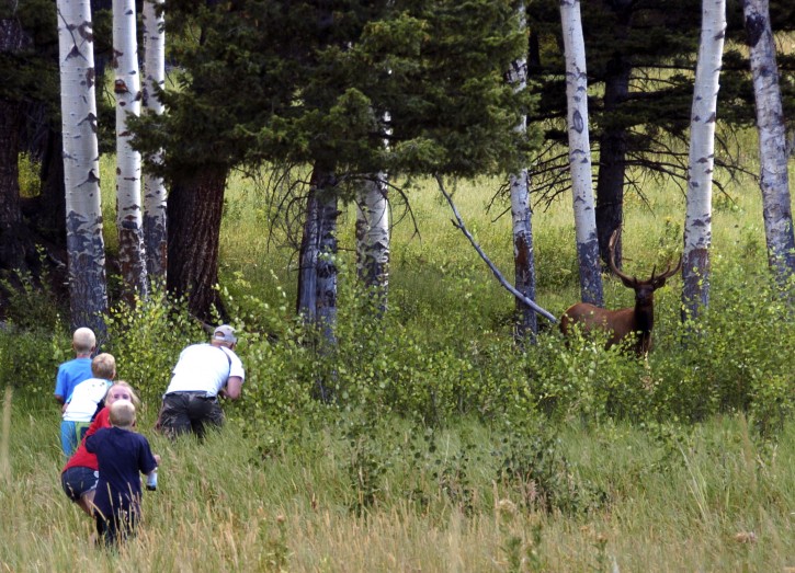 In this Aug. 3, 2016 photo, Yellowstone National Park tourist John Gleason moves in on a large bull elk as two of his children and two children of friends follow the Walla Walla, Washington man. The animal ran away as the group got closer. Park officials say visitors getting too close to wildlife can create dangerous situations and has been on the rise as visitor numbers hit record levels. (AP Photo/Matthew Brown)