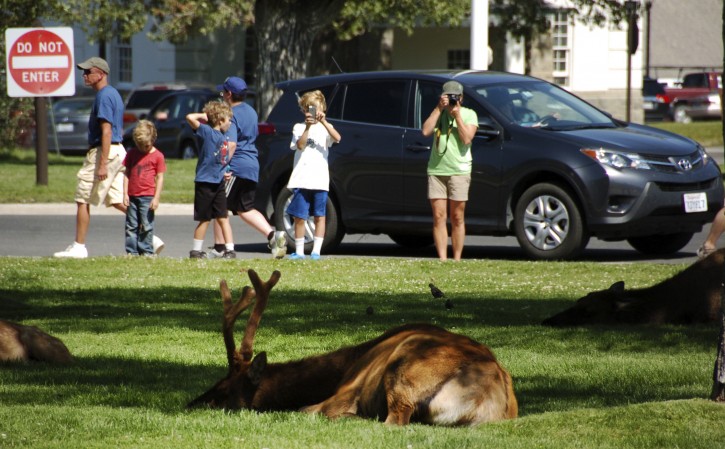 In this Aug. 3, 2016 photo, tourists take photos of elk outside Yellowstone National Park's Mammoth Hot Springs Hotel. Elk frequent the grass outside the hotel, where park administrators say visitors routinely violate park rules that require them to stay a minimum 25 yards from the animals. (AP Photo/Matthew Brown)