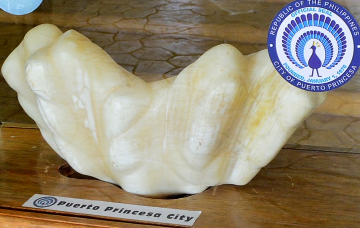In this photo provided by Puerto Princesa Tourism Office, shows a giant pearl measuring 30cm wide (1ft), 67cm long (2.2ft) and weighing 34kg (75lb) is displayed in the lobby of the Puerto Princesa City Hall in Puerto Princesa city, Palawan province in southwestern Philippines Thursday, Aug. 25, 2016. Puerto Princesa Tourism Officer Aileen Amurao said the giant pearl was found by a relative fisherman ten years ago and entrusted to her for safekeeping and eventually to the mayor of the city. The still-to-be-authenticated find is said to be the largest in the world and would likely be valued in excess of US$100 million.(AP Photo/Herald Hugo/ PPTO) 