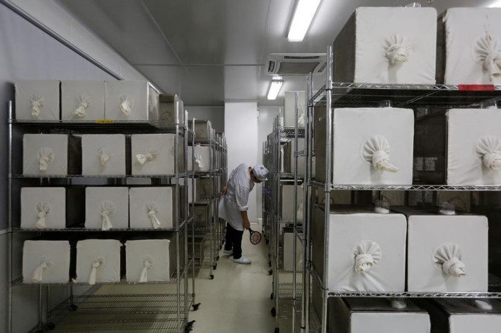 A lab technician kills mosquitos with an electric swatter inside Sun Yat-Sen University-Michigan State University Joint Center of Vector Control for Tropical Disease, the worlds largest 