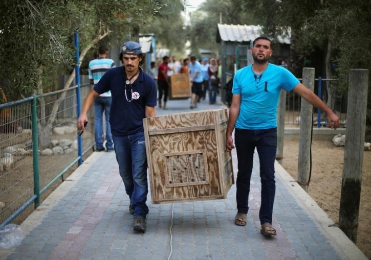 Crates containing animals are carried to be taken out of Gaza by Four Paws International, at a zoo in Khan Younis in the southern Gaza Strip August 23, 2016. Picture taken August 23, 2016. REUTERS/Ibraheem Abu Mustafa