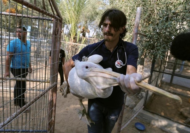 A member of Four Paws International team carries a pelican to be taken out of Gaza, at a zoo in Khan Younis in the southern Gaza Strip August 23, 2016. Picture taken August 23, 2016. REUTERS/Ibraheem Abu Mustafa  