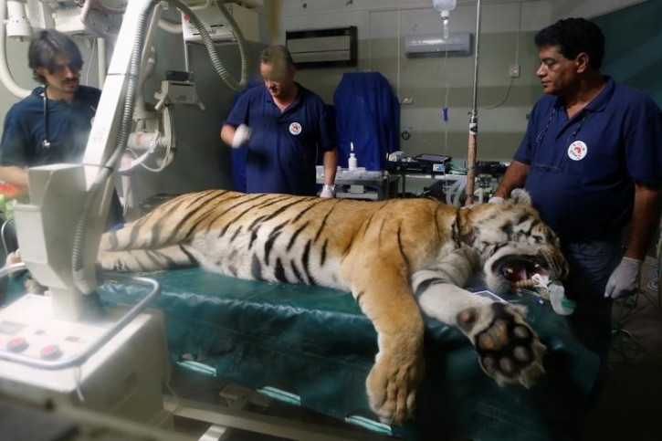 Laziz, an 8-year-old tiger, part of group of 15 animals from Gaza, the last survivors of the 