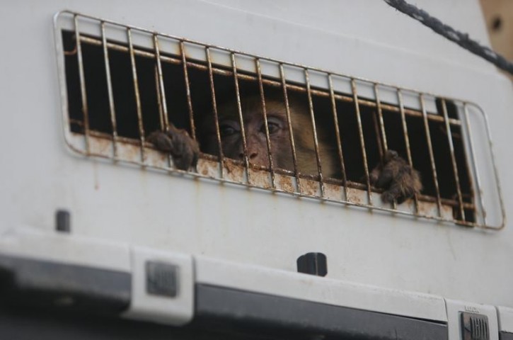 A monkey looks out of a crate on a truck as it waits to leave Gaza after it was evacuated by Four Paws International, at Erez Crossing between Israel and northern Gaza Strip August 24, 2016. REUTERS/Ibraheem Abu Mustafa  