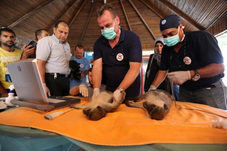 Members of Four Paws International team examine monkeys before they are taken out of Gaza, at a zoo in Khan Younis in the southern Gaza Strip August 23, 2016. Picture taken August 23, 2016. REUTERS/Ibraheem Abu Mustafa