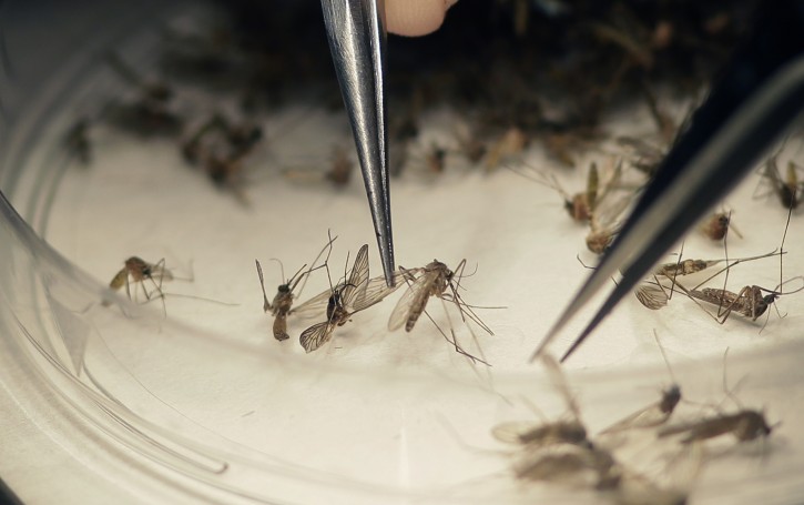 FILE-In this Feb. 11, 2016 file photo, Dallas County Mosquito Lab microbiologist Spencer Lockwood sorts mosquitos collected in a trap in Hutchins, Texas, that had been set up in Dallas County near the location of a confirmed Zika virus infection. The quest for a vaccine began less than a year ago as Brazilâs massive outbreak revealed that Zika, once dismissed as a nuisance virus, can harm a fetus' brain if a woman is infected during pregnancy.  (AP Photo/LM Otero, File)