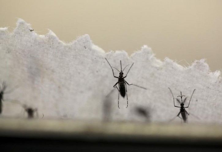 Aedes aegypti mosquitoes are seen at the Laboratory of Entomology and Ecology of the Dengue Branch of the U.S. Centers for Disease Control and Prevention in San Juan, Puerto Rico, March 6, 2016.   REUTERS/Alvin Baez/File Photo