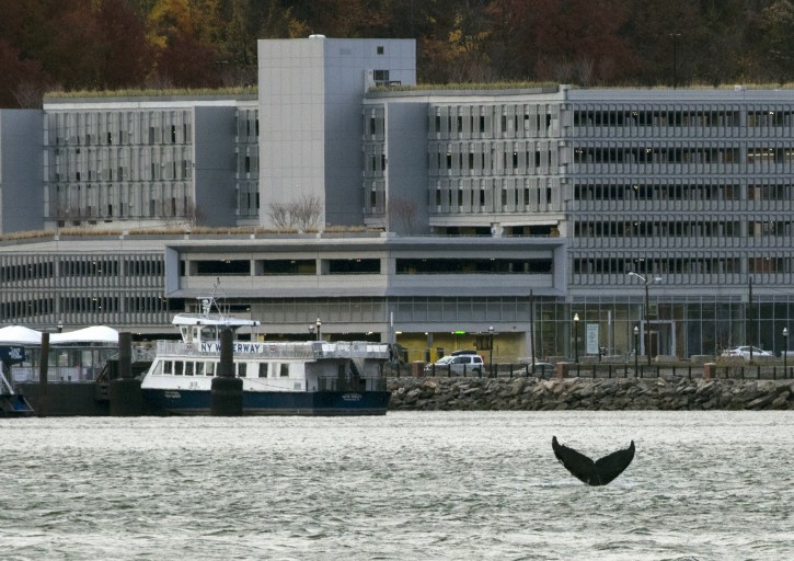 In this Nov. 20, 2016 photo, a humpback whale pops up in the waters between 48th Street and 60th Street as seen from New York City, with New Jersey visible in the background. For nearly a week, a humpback whale has been cavorting in the Hudson River just off the wharves of Manhattan. Sightings have been reported from the Statue of Liberty to well north of the George Washington Bridge. (AP Photo/Craig Ruttle)