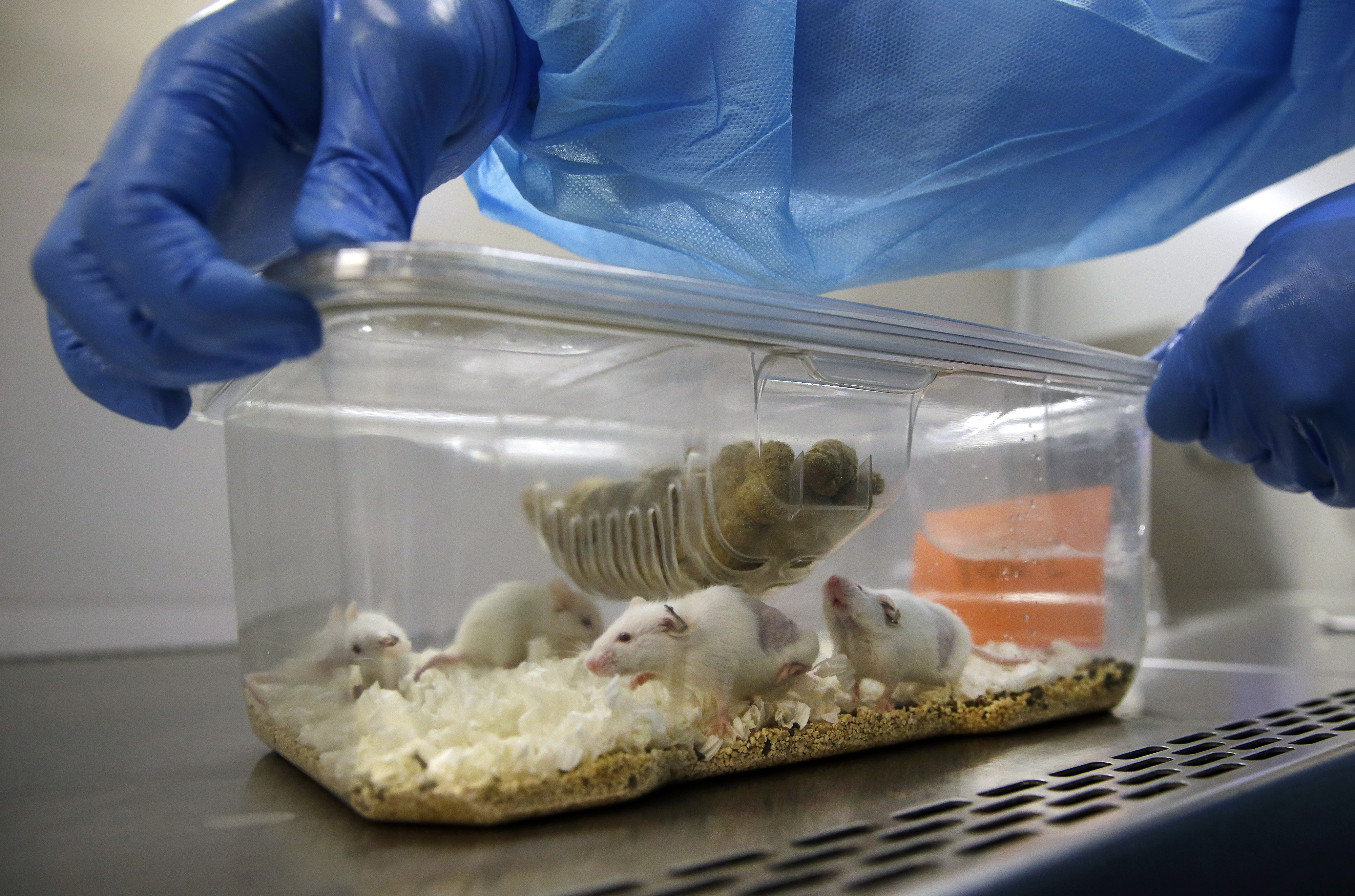 Мышей в идеальные условия. Лабораторные мыши. Опыты на мышах. Виварий для лабораторных животных.