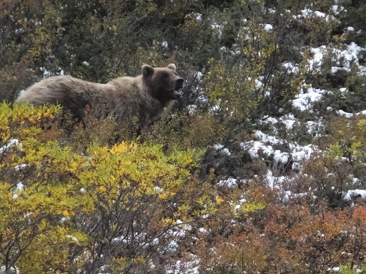 Survival in Bear Country FILE - In this Aug. 31, 2015 file photo, a grizzly bear looks up from foraging in Denali National Park and Preserve, Alaska. There's a basic rule on what to do if you encounter a bear in the wilderness. That says, "If it's brown, you lie down. If it's black, you fight back." A biologist at Denali National Park says the idea is to play dead only after a brown bear has struck or is about to, not before. The advice comes after a woman hiking in Denali immediately played dead when she saw a grizzly but was attacked anyway. The woman survived. (AP Photo/Becky Bohrer, File)