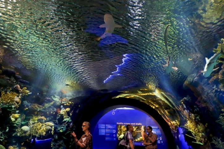 Visitors walk through an immersive underwater tunnel that features a coral reef ecosystem with sharks at the new shark exhibition at the New York Aquarium, Wednesday June 20, 2018, in New York. "Ocean Wonders: Sharks!" exhibition, scheduled to open June 30, requires 500,000 gallons of water and will house more than 115 species with interactive presentations. (AP Photo/Bebeto Matthews)