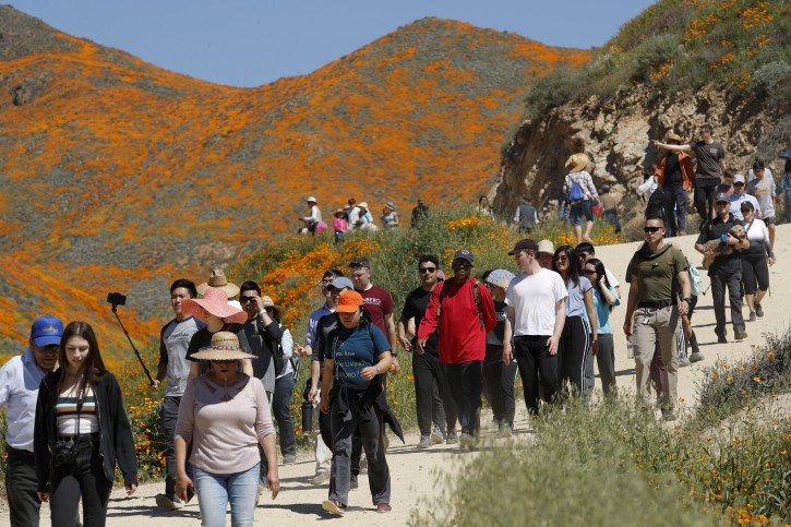 People walk among wildflowers in bloom Monday, March 18, 2019, in Lake Elsinore, Calif. About 150,000 people flocked over the weekend to see this year's rain-fed flaming orange patches of poppies lighting up the hillsides near Lake Elsinore. The crowds became so bad Sunday that Lake Elsinore officials closed access to poppy-blanketed Walker Canyon. By Monday the #poppyshutdown announced by the city on Twitter was over and the road to the canyon was re-opened. (AP Photo/Gregory Bull)