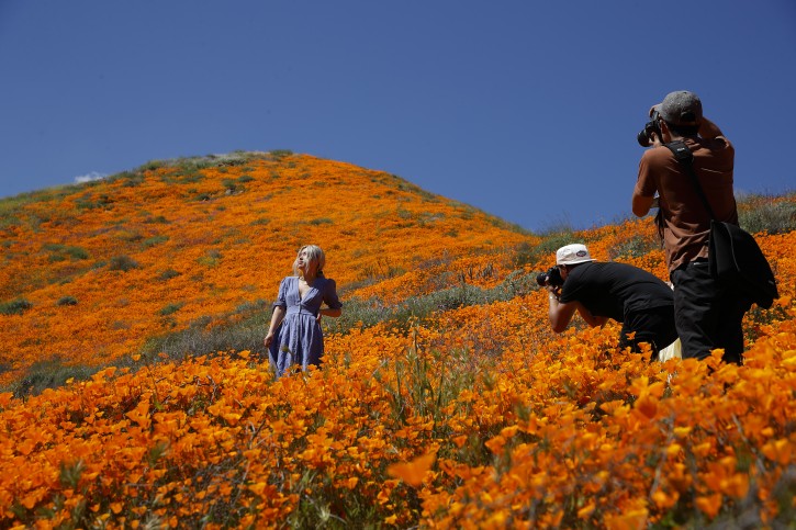 A model poses among wildflowers in bloom Monday, March 18, 2019, in Lake Elsinore, Calif. About 150,000 people flocked over the weekend to see this year's rain-fed flaming orange patches of poppies lighting up the hillsides near Lake Elsinores, about a 90-minute drive from either San Diego or Los Angeles. AP