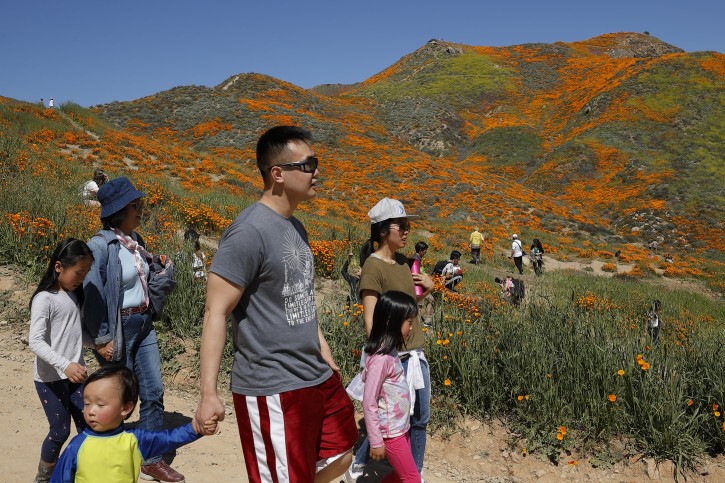 People walk among wildflowers in bloom Monday, March 18, 2019, in Lake Elsinore, Calif. About 150,000 people flocked over the weekend to see this year's rain-fed flaming orange patches of poppies lighting up the hillsides near Lake Elsinore, a city of about 60,000 residents. The crowds became so bad Sunday that Lake Elsinore officials closed access to poppy-blanketed Walker Canyon. By Monday the #poppyshutdown announced by the city on Twitter was over and the road to the canyon was re-opened. (AP Photo/Gregory Bull)