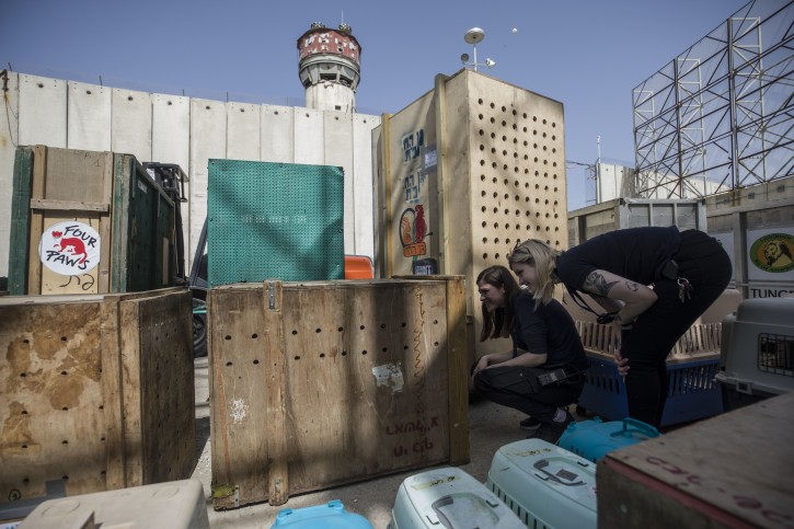 Members of Four Paws International, an animal welfare group, check on the animalas at Erez crossing on the Israel and Gaza border, Sunday, April 7, 2019. AP